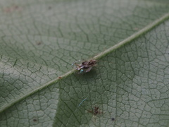 Stephanitis subfasciata