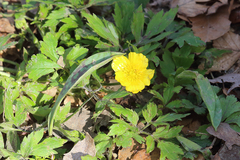 Ranunculus hispidus nitidus