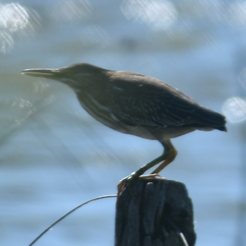 iNaturalist image