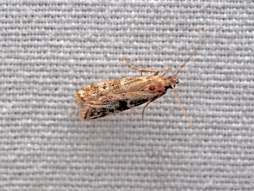 Brower's Vitula Moth photo 4