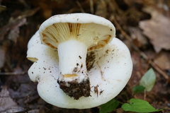 Lactifluus subvellereus