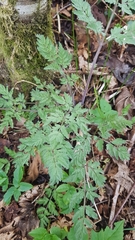 Anthriscus sylvestris