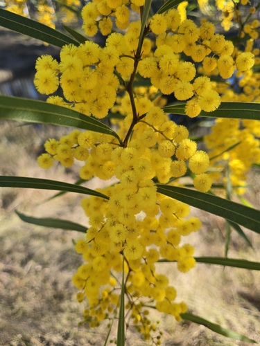 Acacia macradenia, photograph 5