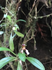 Masdevallia hortensis