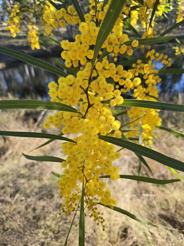 Acacia macradenia, photograph 6
