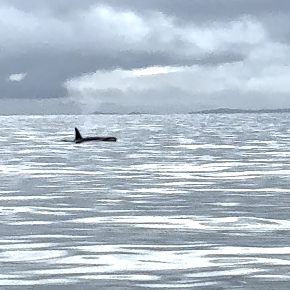 Orcinus orca