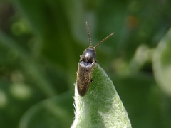 Elateridae