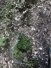 Polytrichum