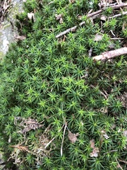 Polytrichum