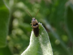 Elateridae