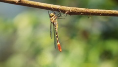 Phyllomacromia trifasciata