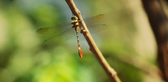 Phyllomacromia trifasciata