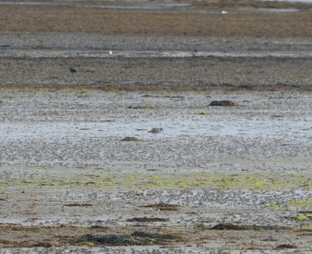 iNaturalist image