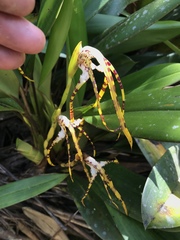 Maxillaria speciosa