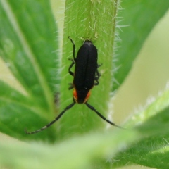 Hemierana marginata