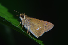 Hesperiidae