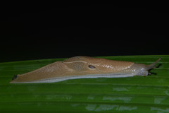 Girasia crocea