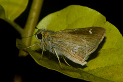 Hesperiidae
