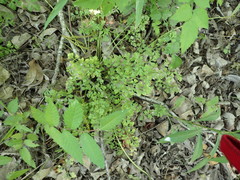 Tauschia texana