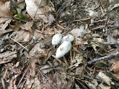 Monotropastrum humile