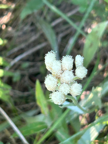 Handsome pussytoes (Antennaria anaphaloides)