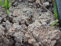 Hoplomutilla spinosa