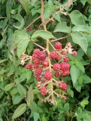 Rubus