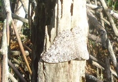 Hamadryas februa