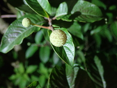 Cephalanthus tetrandra