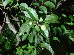 Cephalanthus tetrandra