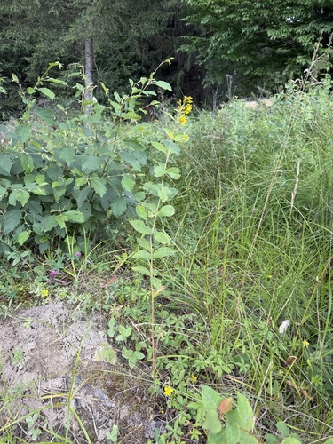 Yellow Loosestrife