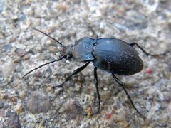 Carabus convexus