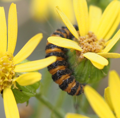 (c) Rob Drake, some rights reserved (CC BY) Cinnabar moth