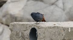 Phoenicurus fuliginosus