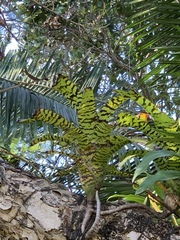 Aechmea correia-araujoi