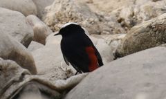 Phoenicurus leucocephalus