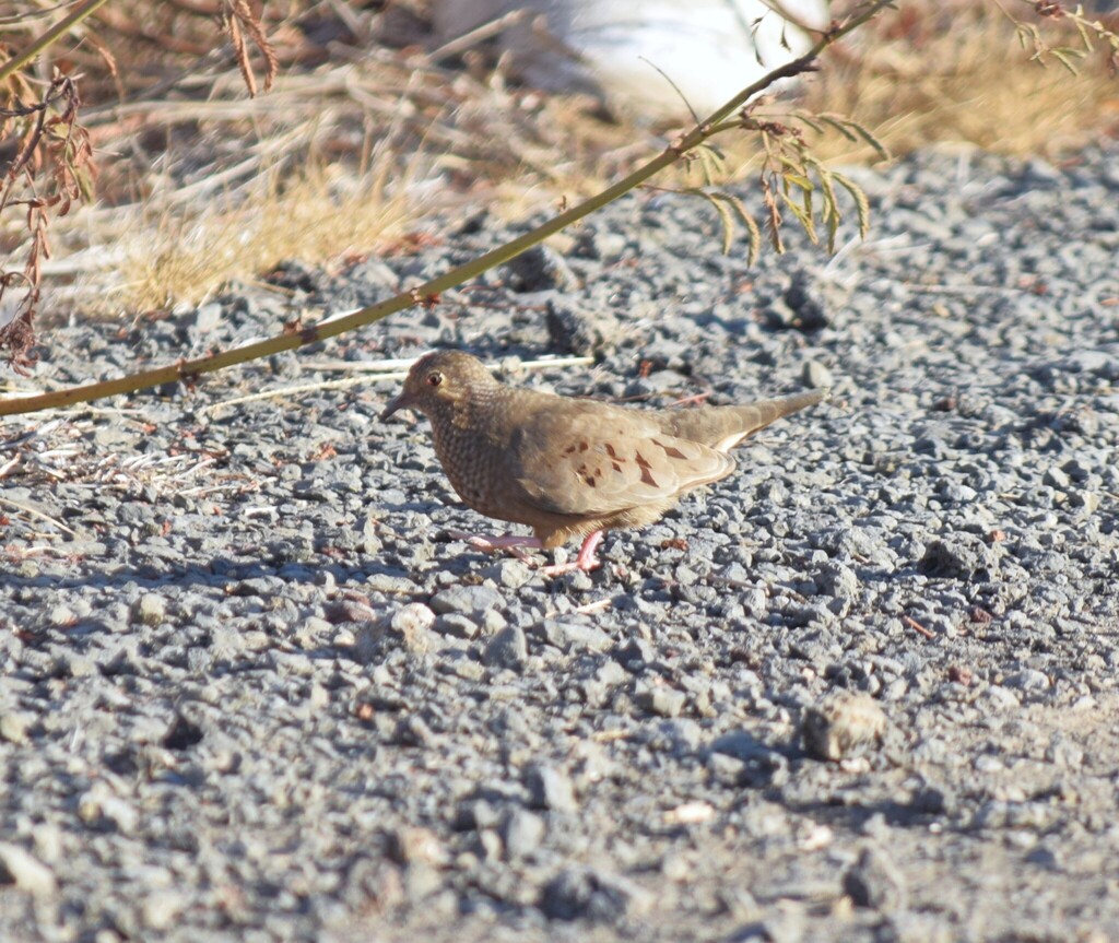 Socorro Common Ground-Dove