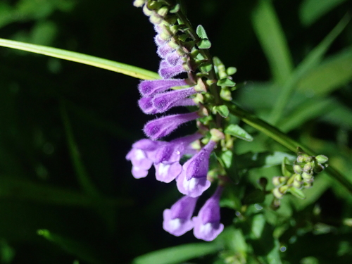Scutellaria barbata iNat (2)