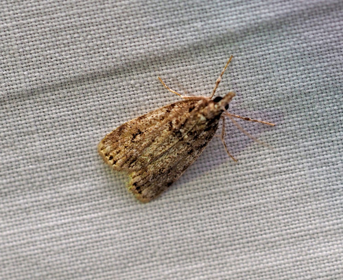 Many-spotted Scoparia Moth photo 5