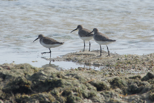 iNaturalist: (c) dmblokz, some rights reserved (CC BY-NC) iNaturalist image