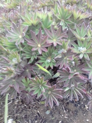 Lupinus polyphyllus