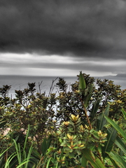 Planchonella obovata