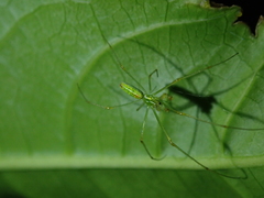 Tetragnatha squamata
