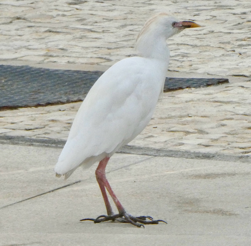 Western Cattle-Egret