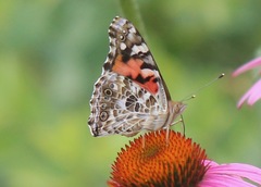 Vanessa cardui
