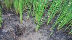 Eleocharis