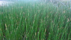 Eleocharis