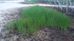 Eleocharis
