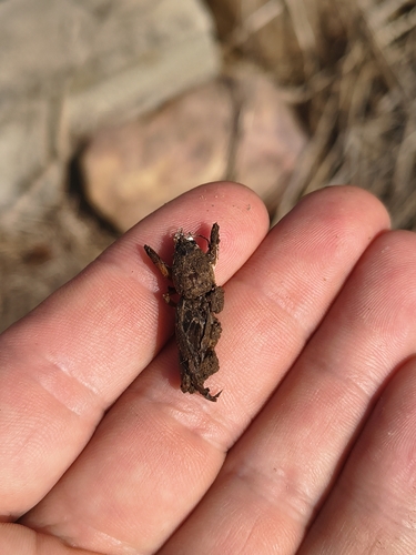 African Molecricket