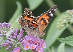 Vanessa cardui
